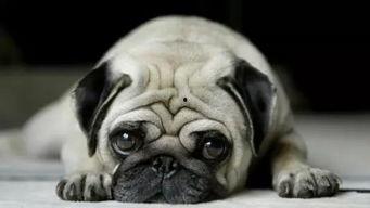 巴哥最新爆料事件视频,揭秘事件背后惊人真相