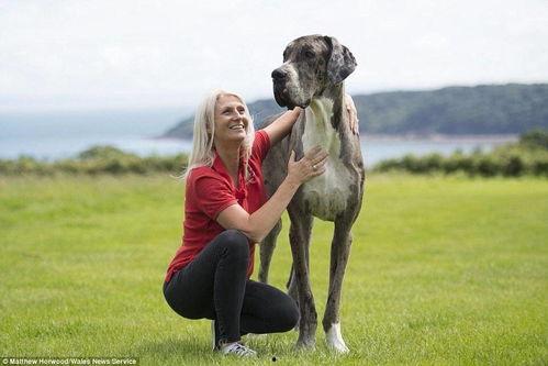 狗狗最新爆料图片高清,萌态可掬，瞬间萌化人心